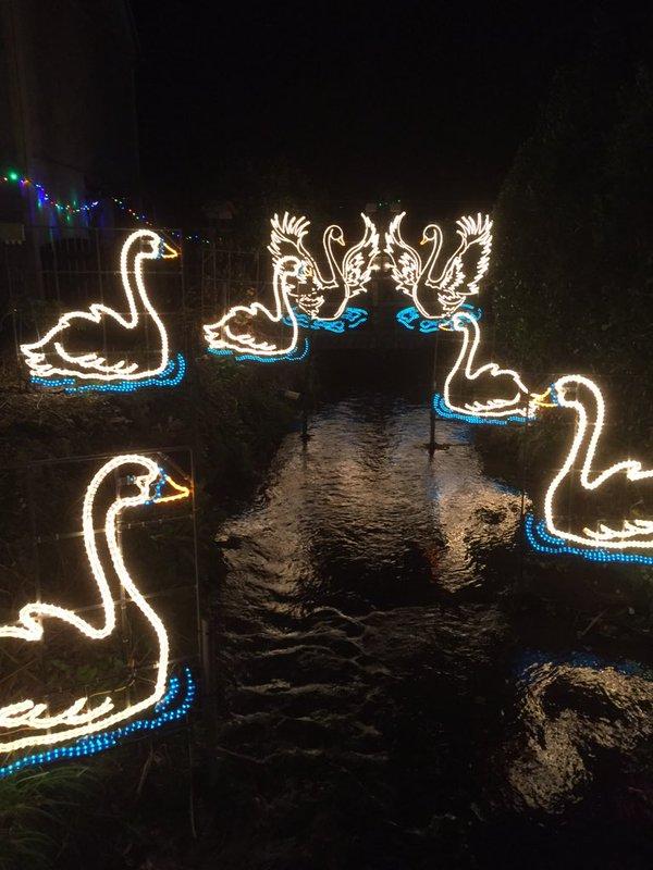 Sevens Swans A'Swimming